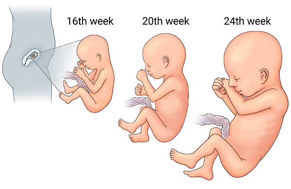 Side view of a pregnant person showing the fetus inside the uterus. Three insets show the fetus at different stages of growth during the second trimester.