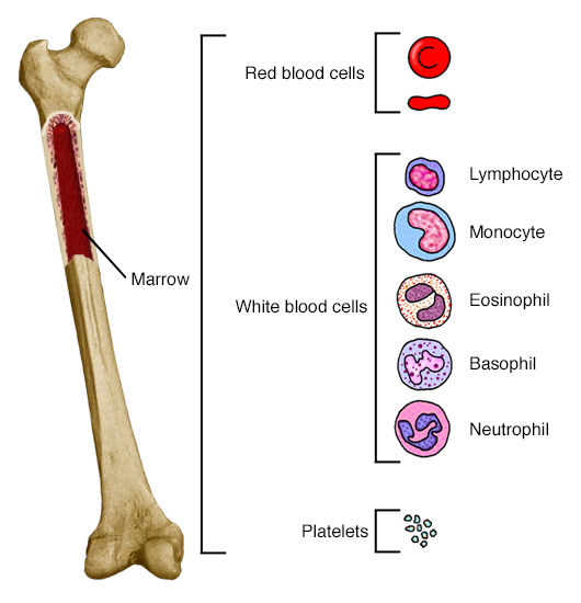 Femur with section cut out to show marrow. Callout shows blood cell types.