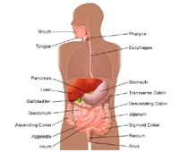 Illustration of the anatomy of the digestive system, adult