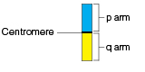 Normal chromosome including p arm, q arm, and centromere.