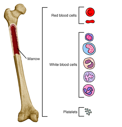 Femur with section cut out to show marrow and blood cell types.