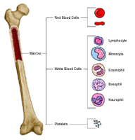 Bone with piece cut out to show blood, red blood cells, white blood cells, and platelets.