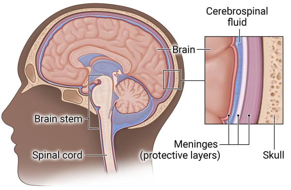 Side view of a person's head showing a cross-section of the brain inside the skull. An inset shows the layers of protection around the brain.