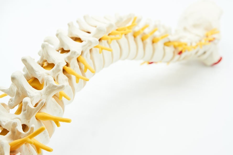 Rendering of spine